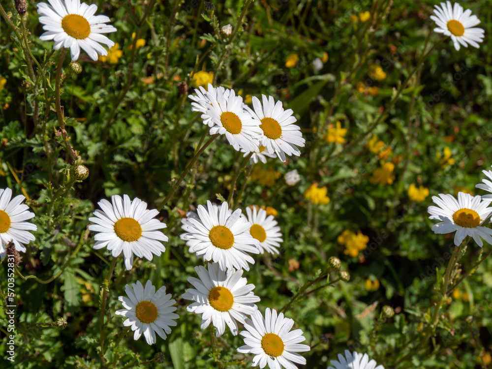 A beautiful scene of nature with blooming Chamomile. Chamomile Spring floral landscape. Summer daisy A beautiful scene of nature with blooming Chamomile. Chamomile Spring floral landscape. Summer daisy