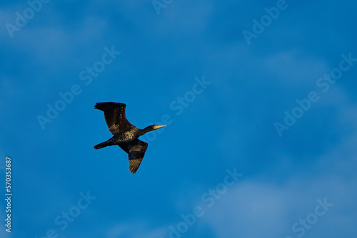 Cormorant in flight against the blue sky.