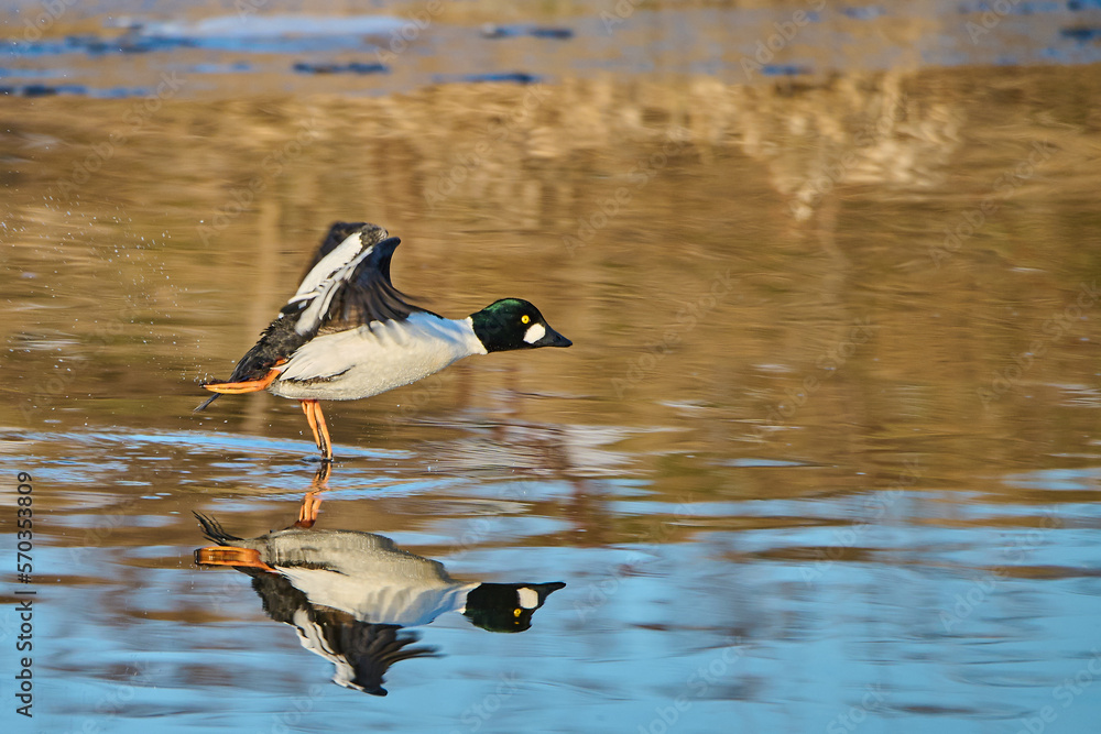 Bucephala clangula. A goldeneye in flight. Duck on the river. Bucephala clangula. A goldeneye in flight. Duck on the river.
