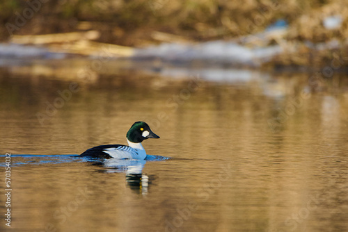 Bucephala clangula. A goldeneye in flight. Duck on the river. © Piotr