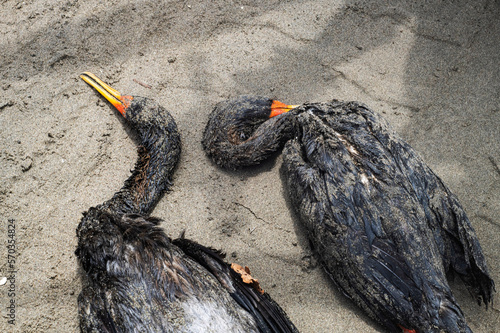 dead black cormorant seabird washed up on a polluted beach, after an oil spill in peru,