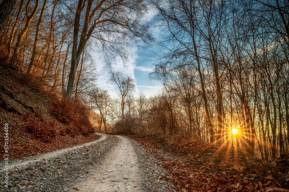 Waldweg mit Sonnenstern