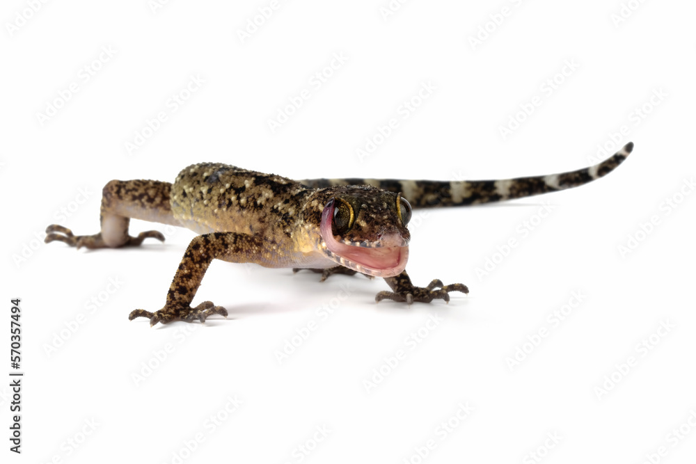 A Javan bent-toed gecko closeup on isolated background, Cyrtodactylus marmoratus closeup A Javan bent-toed gecko closeup on isolated background, Cyrtodactylus marmoratus closeup