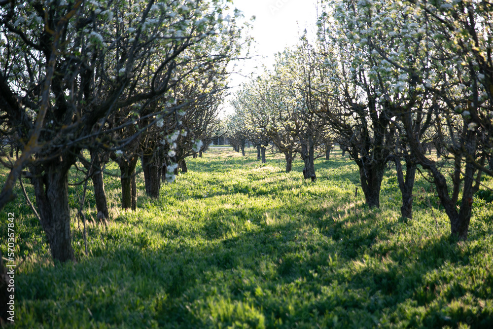 garden with flowering trees and green grass nature garden with flowering trees and green grass nature