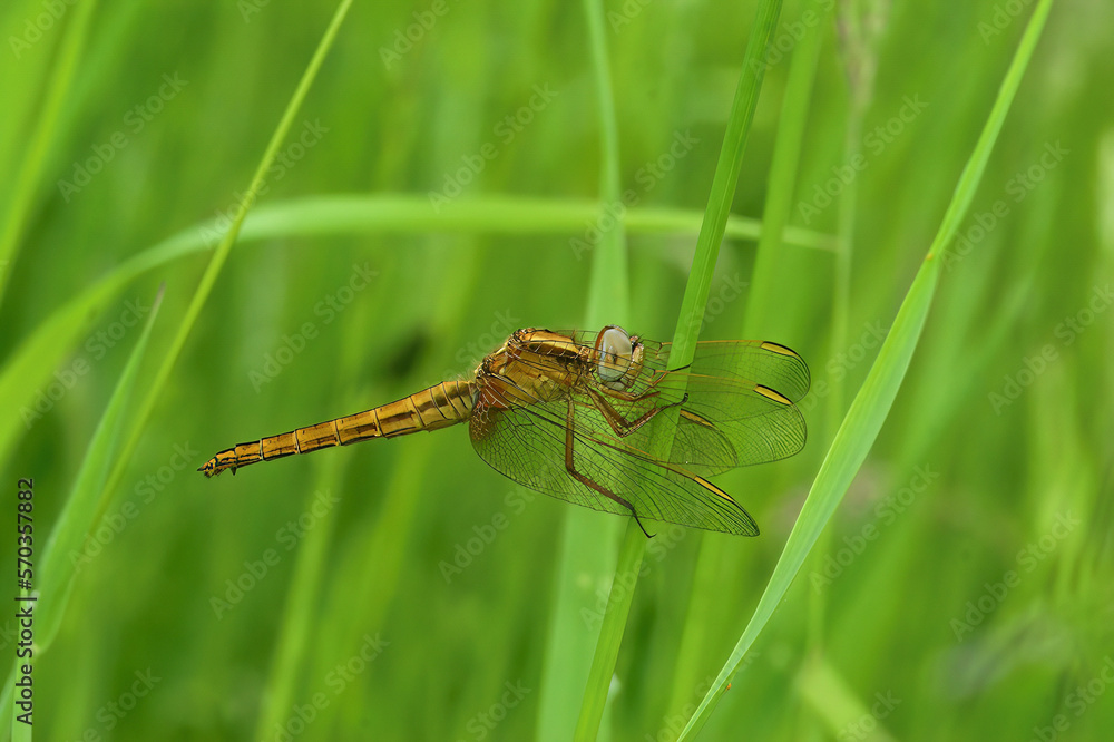Closeup of a fresh emerged Common Scarlet-darter, Crocothemis erythraea, perched in the grass Closeup of a fresh emerged Common Scarlet-darter, Crocothemis erythraea, perched in the grass