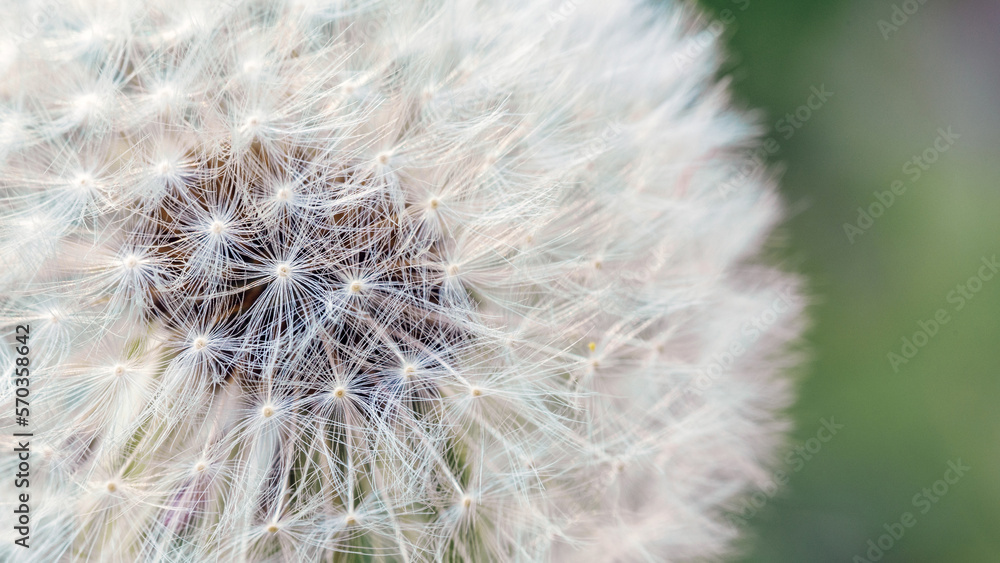 Fototapeta premium Seed macro close up. Fragility. Beautiful flower Dandelion on a blurred green background. Taraxacum Erythrospermum