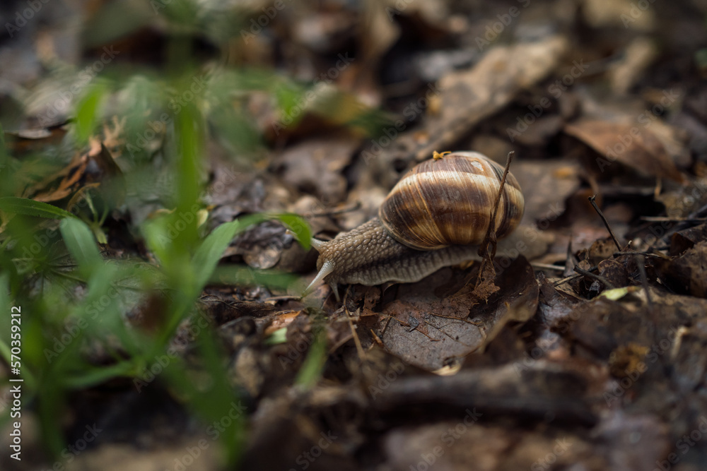 Grape snail crawls on the ground and last year's leaves Grape snail crawls on the ground and last year's leaves