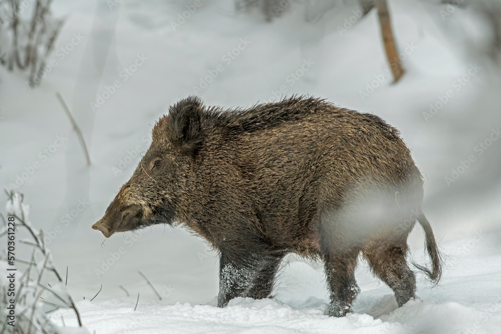 Huge wild boar (Sus scrofa) standing in the snow in woodland, Italian Alps mountains. January