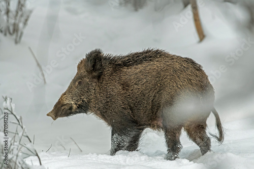 Obraz na płótnie Huge wild boar (Sus scrofa) standing in the snow in woodland, Italian Alps mountains. January w salonie