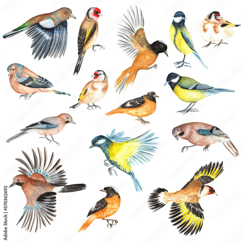 A set of wild birds: titmouses, jay, goldfinch, chaffinch, redstart. Birds collection for greeting cards, posters, invitations, stickers. Hand-drawn watercolor illustrations. A set of wild birds: titmouses, jay, goldfinch, chaffinch, redstart. Birds collection for greeting cards, posters, invitations, stickers. Hand-drawn watercolor illustrations.