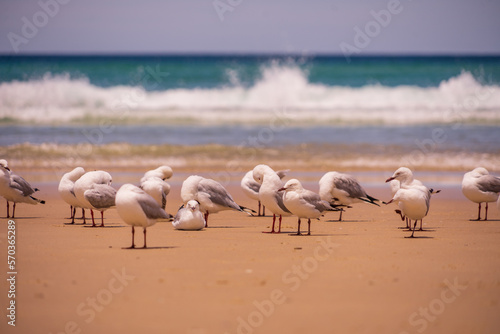 Möwen, Australien, Goldcoast, Meer, Urlaub, Reisen, Sonne, Sand ;meer