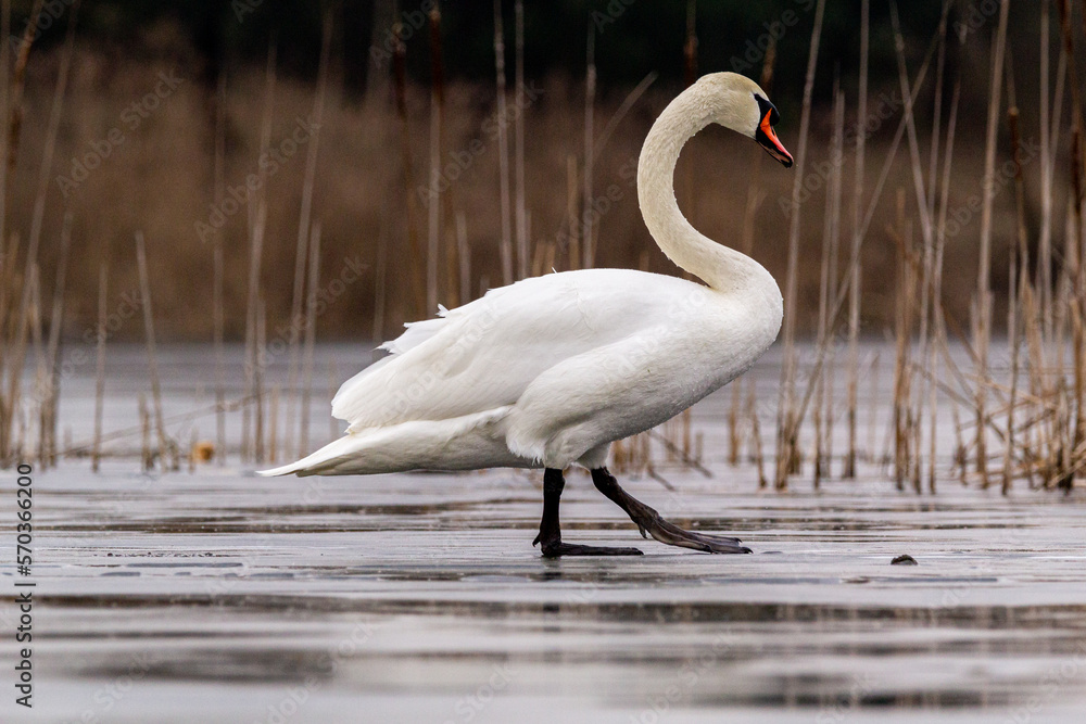 Fototapeta premium white mute swan try walking on ice 