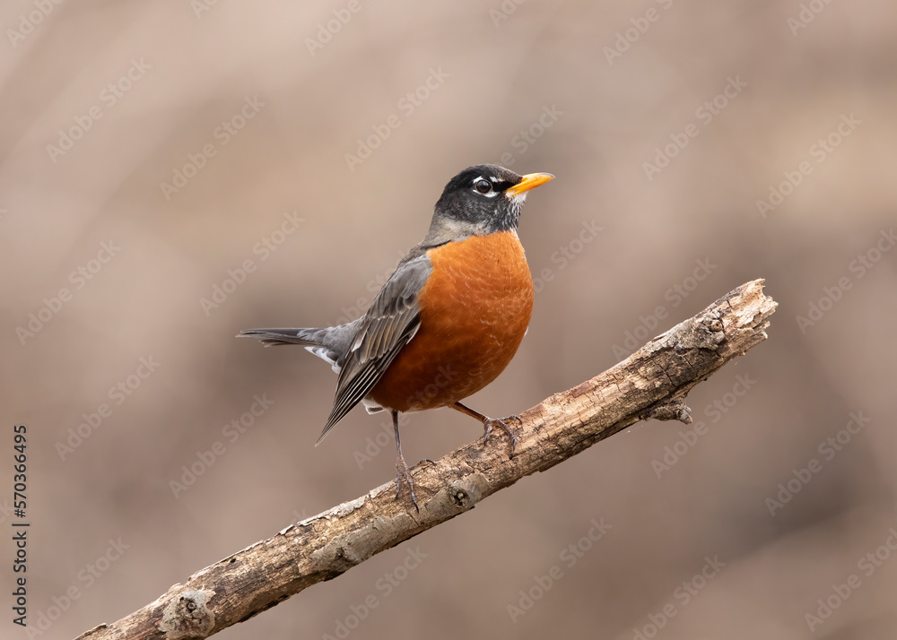 robin on branch robin on branch