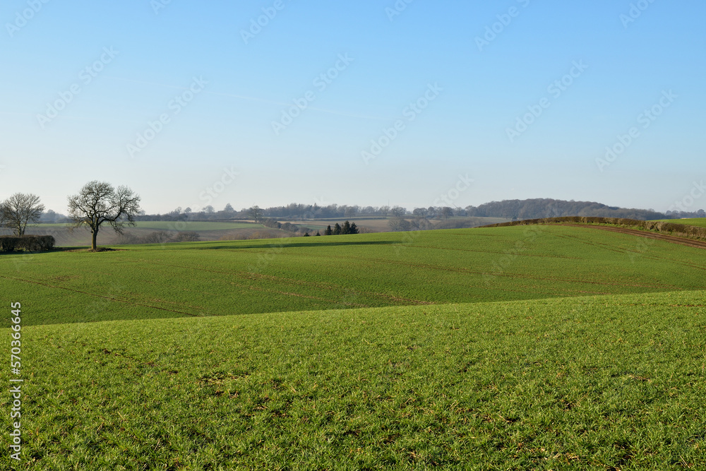 Rolling English countryside and fields planted with crops with hedgerows in the distance