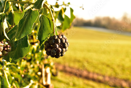 Ivy, hedera helix, berries hanging from a bush