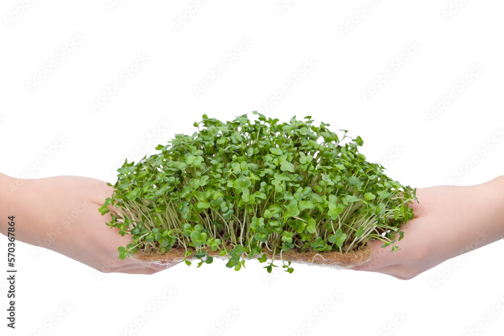 Hands hold microgreen cabbage. Isolated on white.