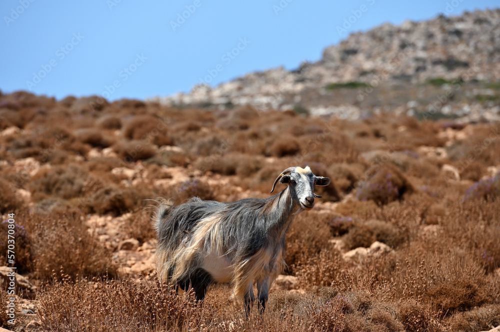 Naklejka premium Mountain goat in the arid landscape