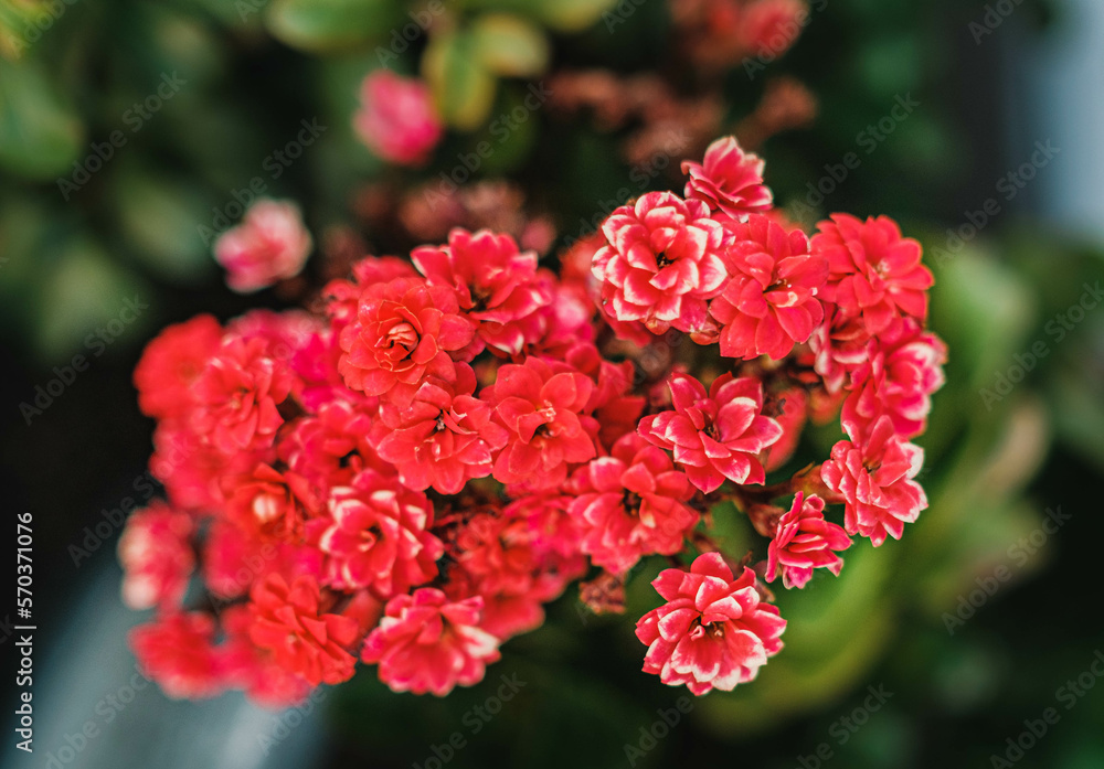 cluster of red flowers against green leaves cluster of red flowers against green leaves