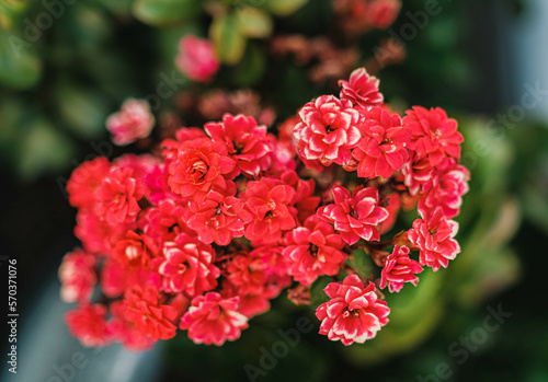 cluster of red flowers against green leaves