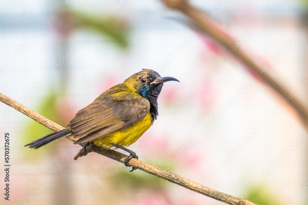 Fototapeta premium The olive-backed sunbird (Cinnyris jugularis)