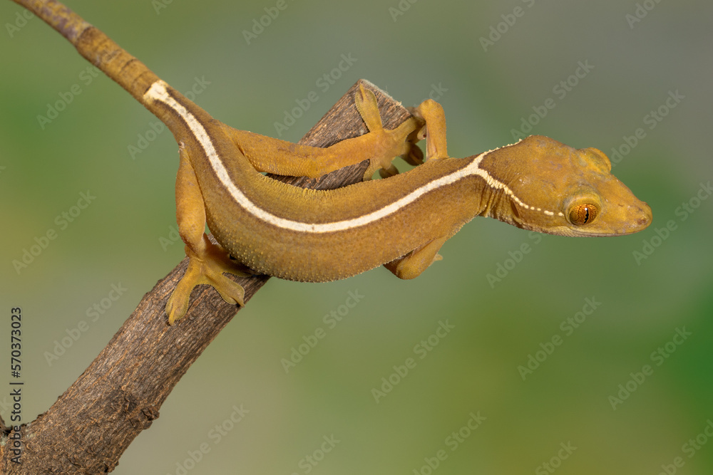 The lined gecko (Gekko vittatus), also known as the skunk gecko Stock