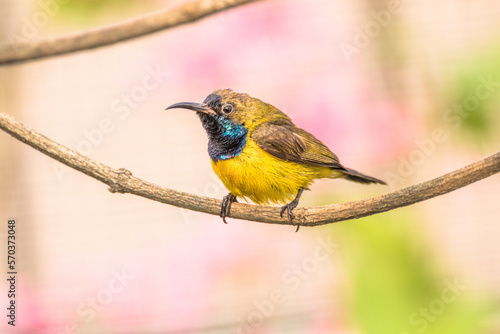 The olive-backed sunbird (Cinnyris jugularis)