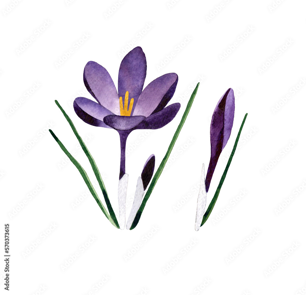 Watercolor hand painted set with purple Crocuses. Crocus flower with stem and leaf. Spring botanical illustration. Isolated on white background.