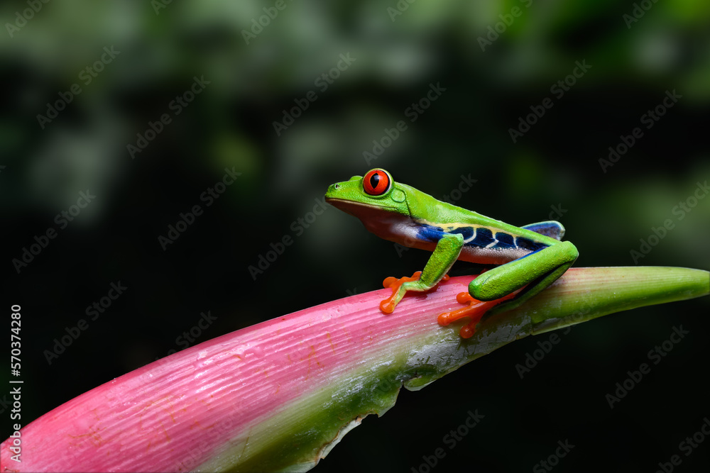 Red-eyed tree frog bright vivid colors at night in tropical rainforest treefrog in jungle Costa Rica  