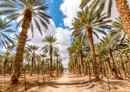 Countryside gravel road among plantations of date palms, image depicts healthy and GMO free food production as well sustainable agriculture industry in desert and arid areas of the Middle East
