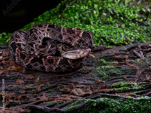 Fer-de-lance snake at night in tropical rainforest in Costa Rica. The fer de lance is the most dangerous snake in Central and South America. photo