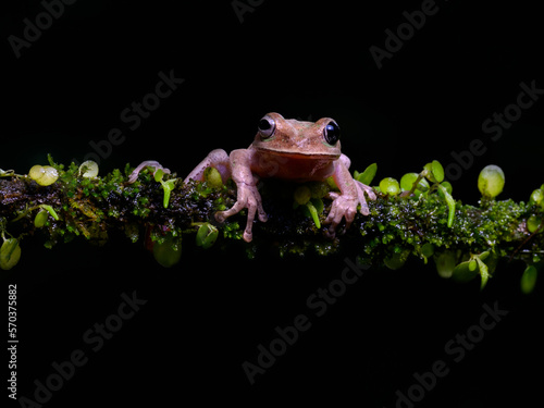 Smilisca Tree Frog bright vivid colors at night in tropical rainforest treefrog in jungle Costa Rica   photo