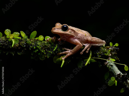 Smilisca Tree Frog bright vivid colors at night in tropical rainforest treefrog in jungle Costa Rica   photo