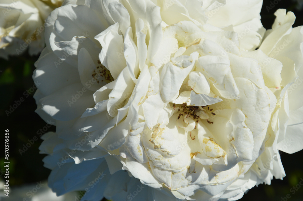 White spray roses. Close-up of beautiful blooming roses on a dark green background. Summer flowers. Natural background.