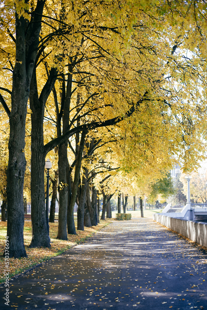 Beautiful city landscape with magic autumn yellow trees in the park