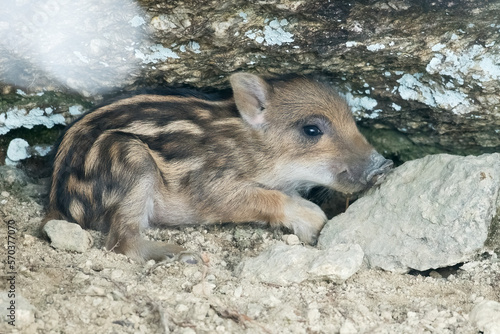 Little European wild boar cub (Sus scrofa), recently born, camouflages itself by holed up in its den. Italian Alps. January.