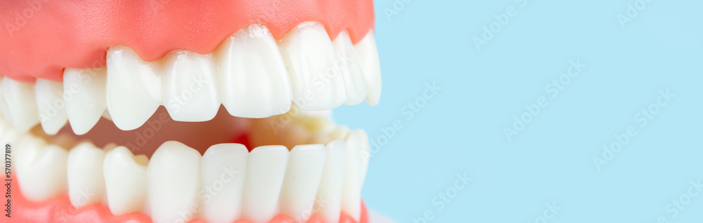False teeth, jaws. Teeth model dentures on blue background, close-up ...