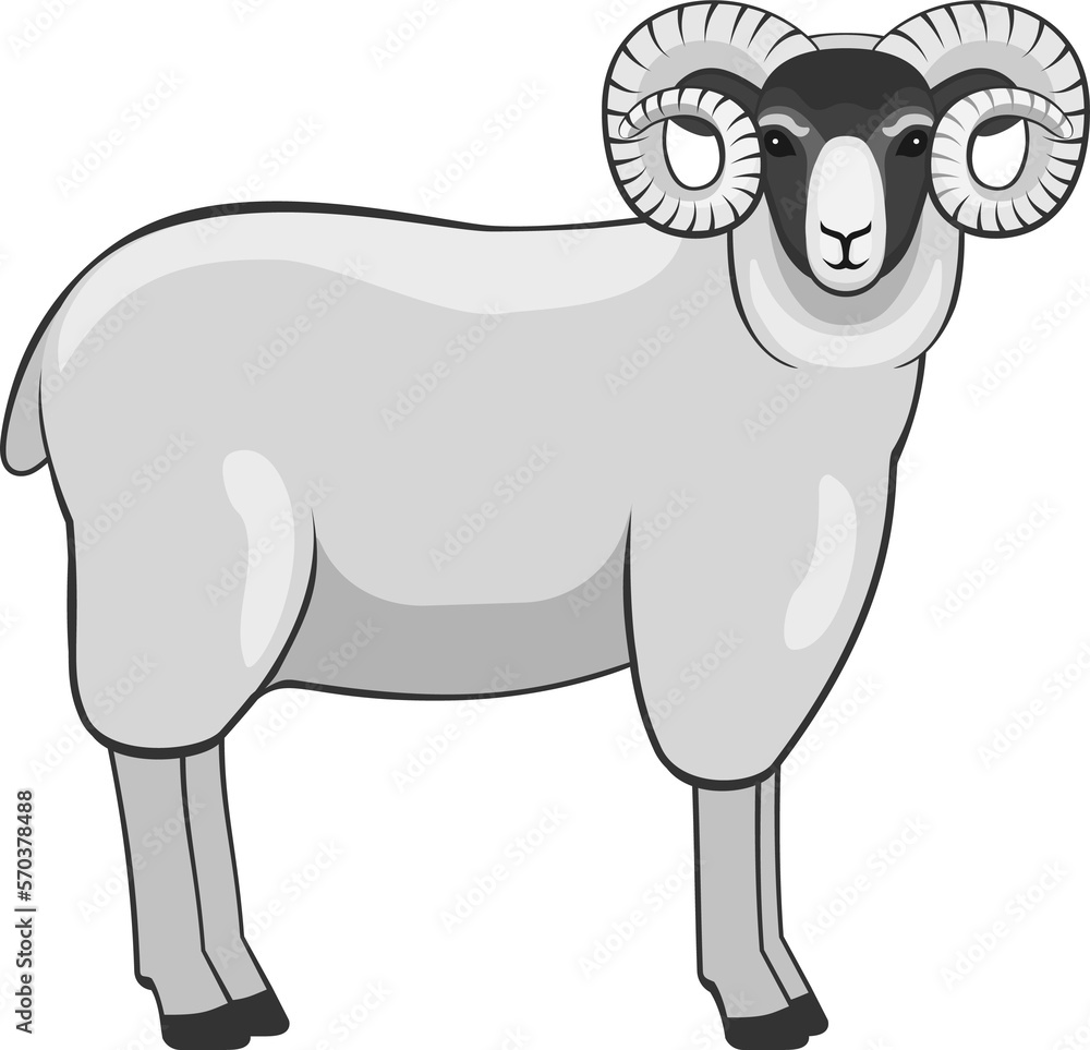 Merino ram Merino ram