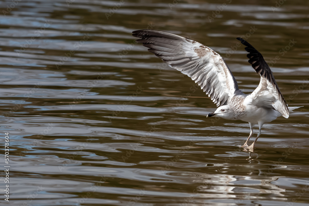 Seagull fishing in the sea. Fishing waterfowl. Wild animals. Seagull fishing in the sea. Fishing waterfowl. Wild animals.