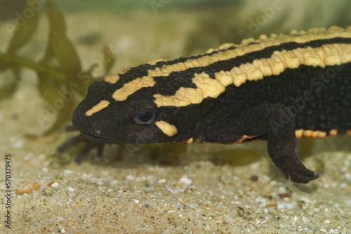 Closeup on an colorful adult of the endangered Laos warty newt, Paramesotriton laoensis