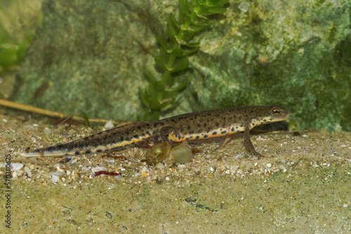 Detailed closeup on an adult male of the threatened Bosca newt, Lissotrito boscai endemic to Portugal