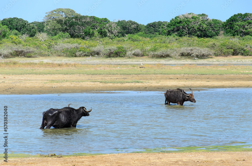 buffaloes cool off in the river on a sunny day, Sri Lanka