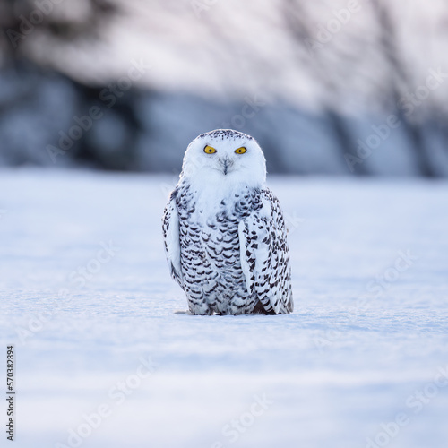 Snowy Owl on the snow. Bohemian Moravian Highland field.