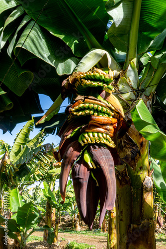 Ecological cultivation of bananas on the island of Tenerife
