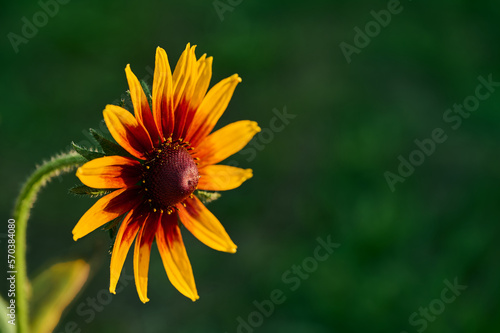 Rudbeckia flower in the garden on a green background.