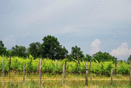 Cultivation of screws around San Galgano, Tuscany, Italy photo