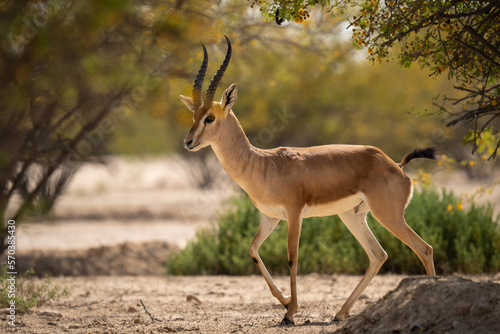 Al marmoom conservation desert, arabian sand gazelle grazing. Near Al qudra lakes. photo