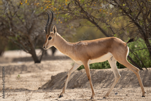 Al marmoom conservation desert, arabian sand gazelle grazing. Near Al qudra lakes. photo