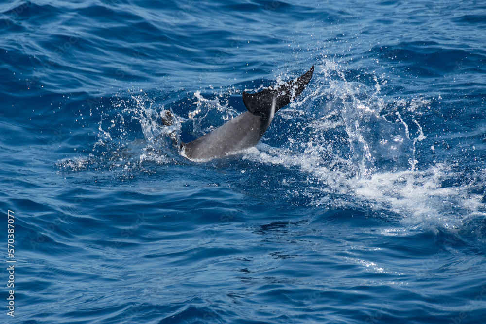 Fototapeta premium Delfines en La Palma