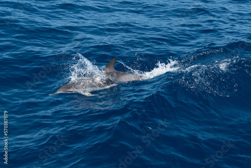 Delfines en La Palma