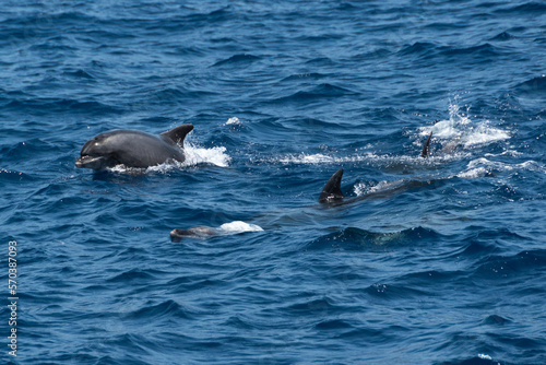 Dolphin family